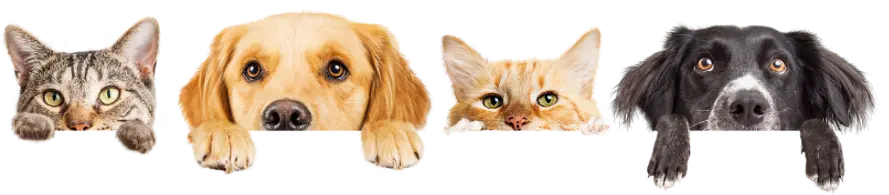 Productos Veterinarios Chile